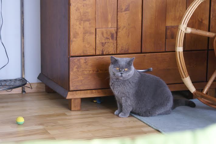 Rashida Blue 2014 2.jpg