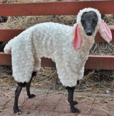 sweterek - d1a2a50478553ada9eb86c8dd1a4af19.jpg